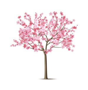 وکتور درخت گیلاس با گلهای صورتی – شکوفه های بهاری