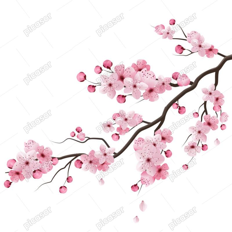 وکتور گلهای صورتی و شاخه های درخت گیلاس – شکوفه های بهاری