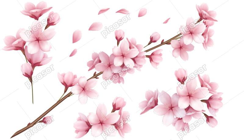 وکتور گلهای صورتی و شاخه های درخت گیلاس – شکوفه های بهاری