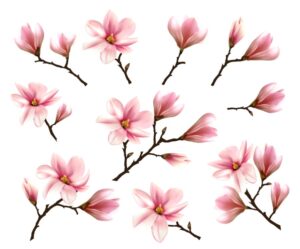 وکتور مجموعه شکوفه های صورتی درخت ماگنولیا