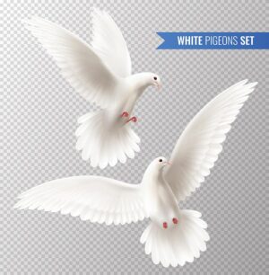 وکتور کبوتر سفید، نماد صلح