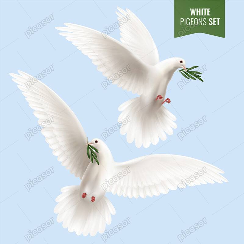 وکتور کبوترهای سفید و شاخه زیتون، نماد صلح و آرامش