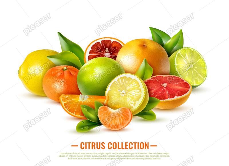سبد میوه از وکتور مرکبات، میوه های لیمو، پرتقال، نارنگی و گریپ فروت