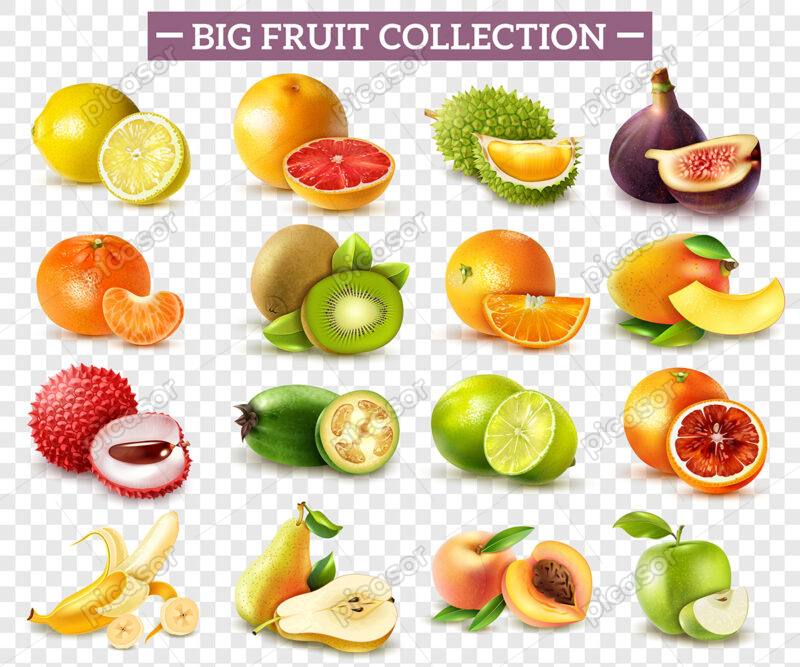 مجموعه بزرگ از وکتور انواع میوه