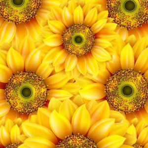 وکتور پس زمینه گلهای آفتابگردان - زمینه کاور شده با گلهای زرد آفتابگردان
