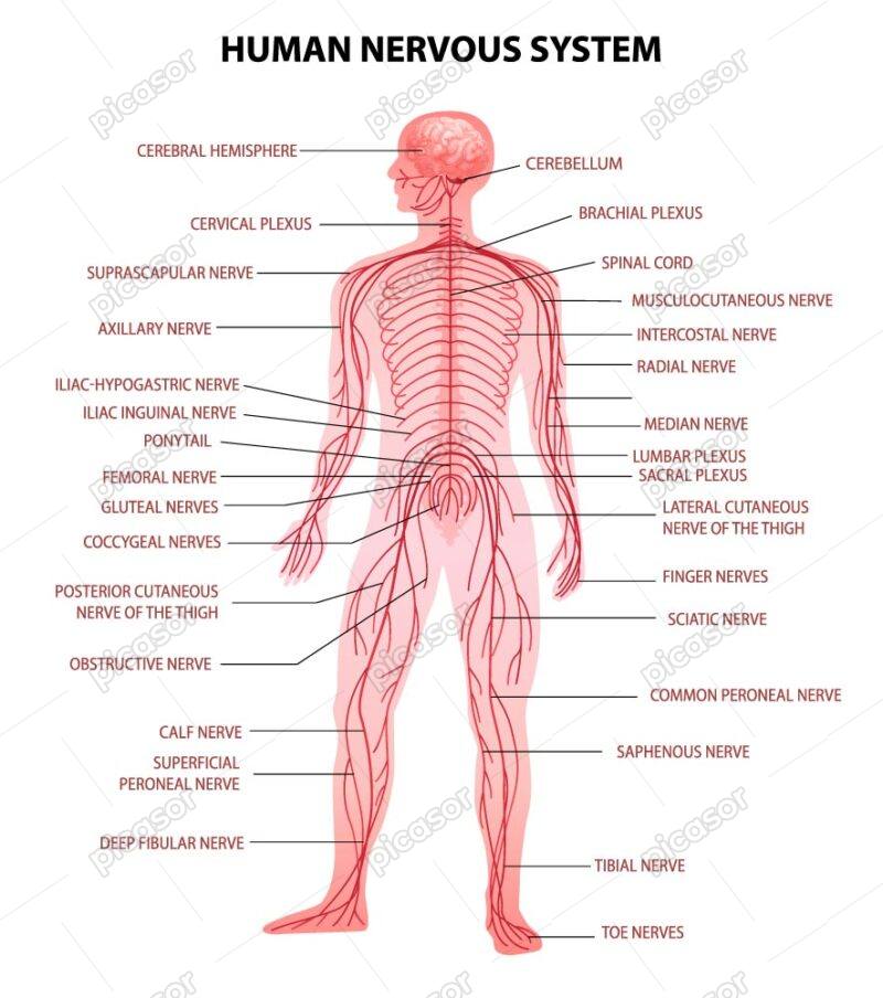 وکتور دستگاه عصبی بدن انسان