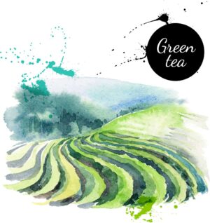 وکتور مزارع چای وکتور نقاشی آبرنگی از مزرعه های چای