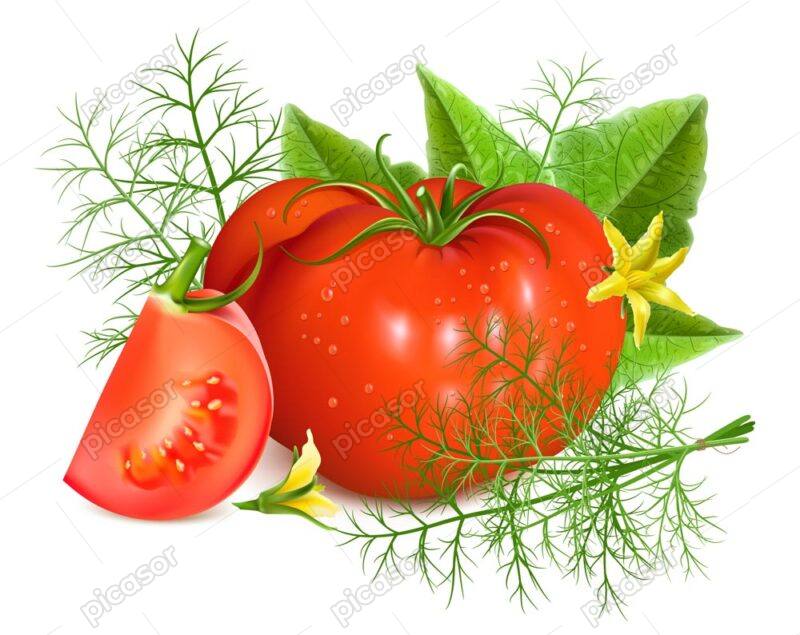 وکتور گوجه فرنگی با برگ و شاخه سبک طراحی واقعی