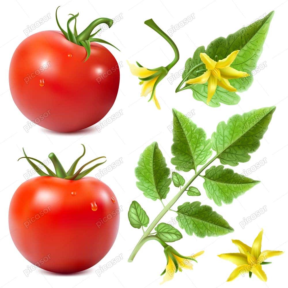 وکتور گوجه فرنگی با برگ و گل و شاخه سبک طراحی واقعی وکتور گوجه فرنگی با برگ و گل و شاخه سبک طراحی واقعی