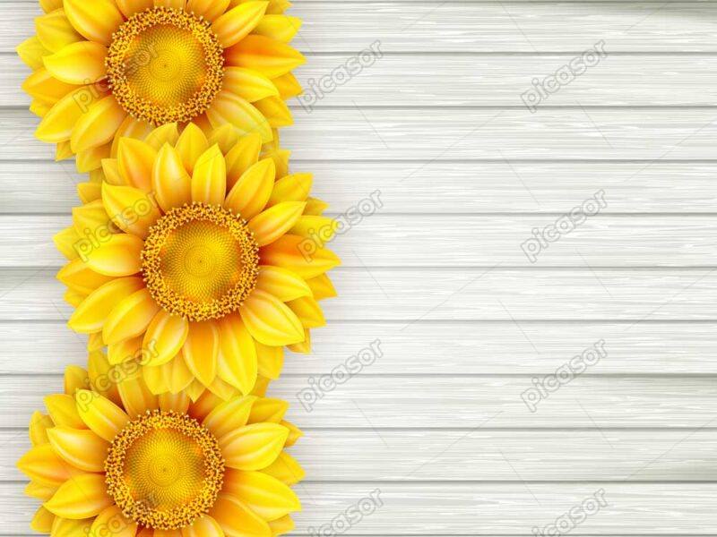 وکتور گل آفتابگردان روی پارکت چوبی - وکتور پس زمینه گلهای آفتابگردان زمینه چوبی