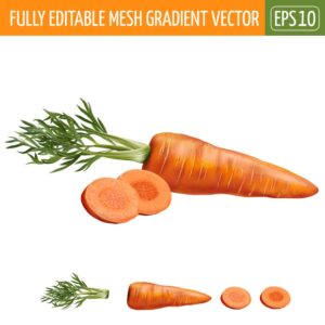وکتور هویج طراحی واقعی - وکتور سبزیجات