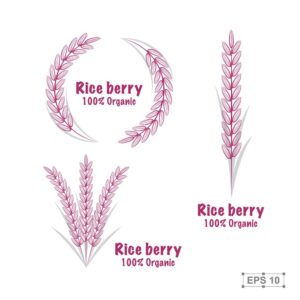 3 وکتور خوشه برنج لوگو خوشه برنج قرمز و شالیزار - وکتور تک خوشه برنج