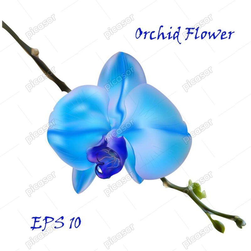 وکتور شاخه گل ارکیده آبی طراحی واقعی