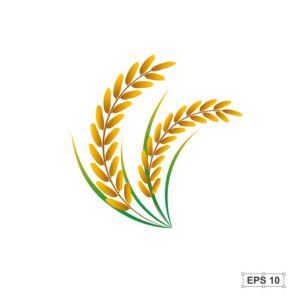 وکتور دسته خوشه های طلایی برنج
