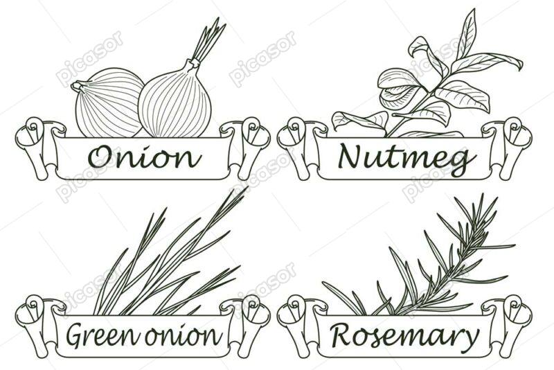 وکتور جوزهندی رزماری پیاز پیازچه - وکتور لیبل سبزیجات میوه و ادویه جات نقاشی با دست