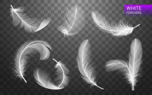 7 وکتور پرهای سفید طراحی واقعی از پر پرنده
