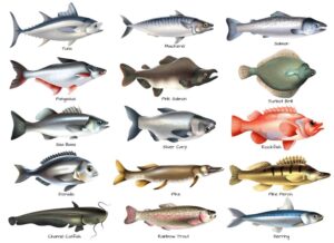 15 وکتور انواع ماهی شیلات
