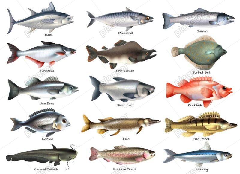 15 وکتور انواع ماهی شیلات