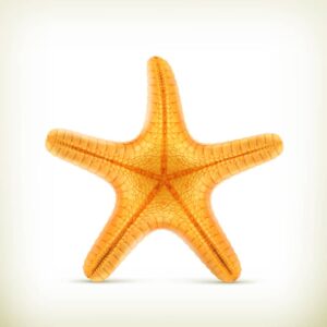 وکتور ستاره دریایی طراحی واقعی