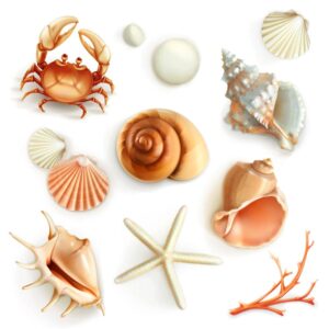 12 وکتور صدفهای دریایی ستاره دریایی خرچنگ و حلزون طراحی واقعی