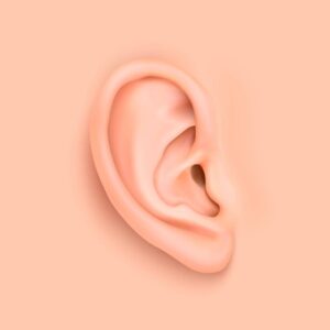 وکتور گوش انسان با طراحی واقعی