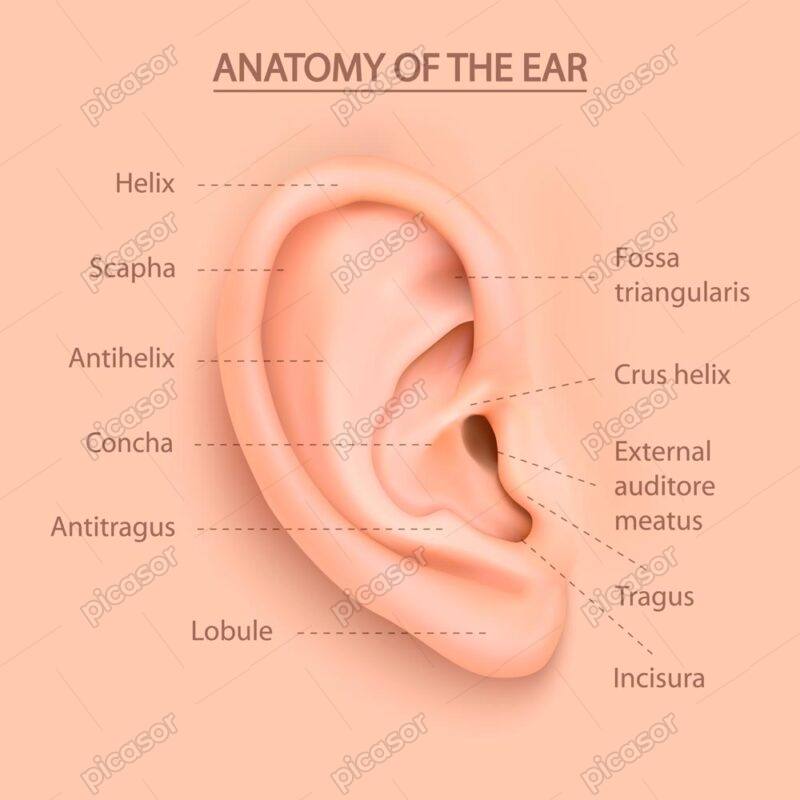 وکتور آناتومی گوش خارجی - اینفوگرافیک گوش انسان