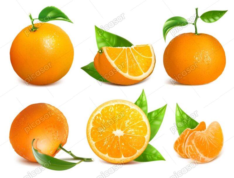 6 وکتور پرتقال تازه طراحی واقعی - وکتور میوه