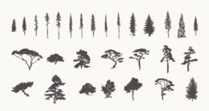 29 وکتور درخت کاج و صنوبر طرح آیکون نقاشی گرانج