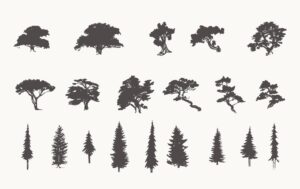 20 وکتور درخت کاج و صنوبر طرح نقاشی گرانج