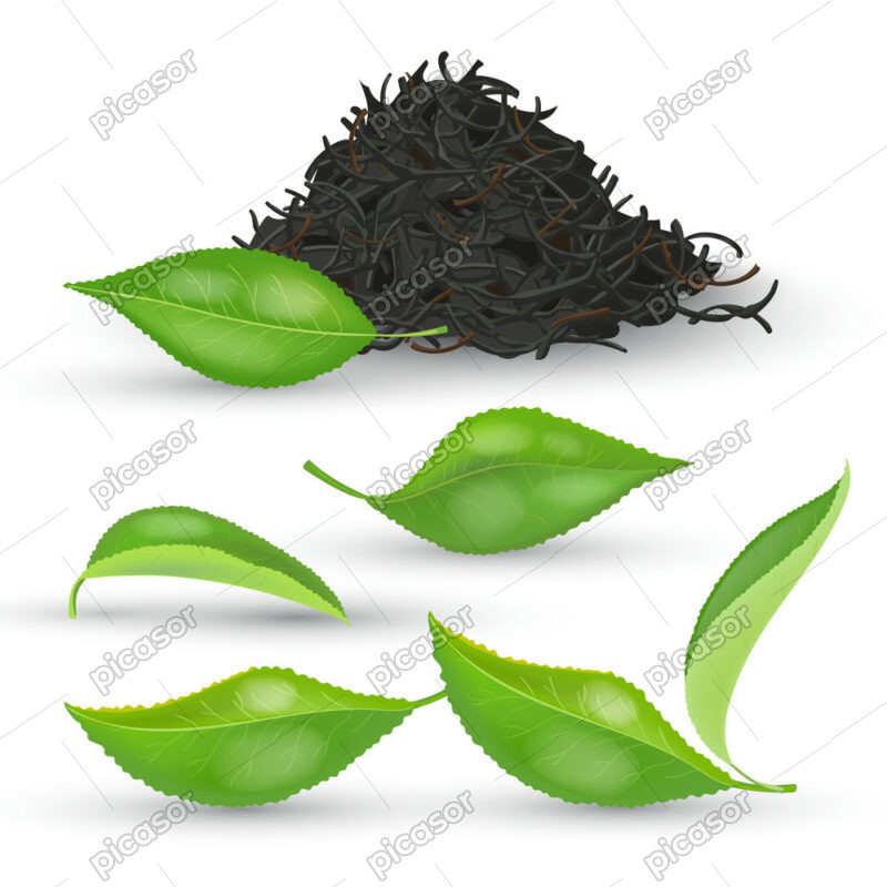 5 وکتور چای سیاه با برگ چای سبز