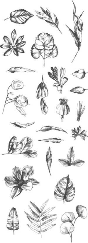 25 وکتور نقاشی برگ و گیاه طرح اسکچ سیاه سفید