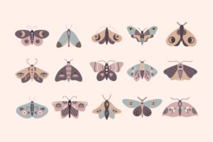 15 وکتور شاپرک و پروانه بید