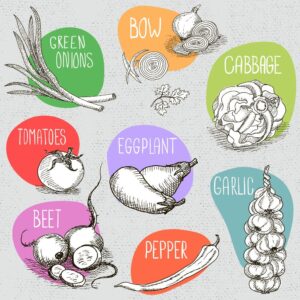 9 وکتور نقاشی کلم بادنجان سیر پیازچه لبو فلفل گوجه فرنگی - وکتور نقاشی سبزیجات و مواد غذایی سبک اسکچ