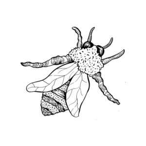 وکتور نقاشی زنبور عسل