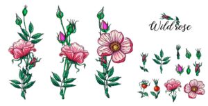 15 وکتور شاخه گل رز با غنچه و میوه گل رز سبک نقاشی واقعی