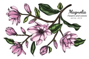 وکتور نقاشی شاخه گل ماگنولیا صورتی سبک نقاشی واقعی