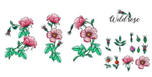 15 وکتور نقاشی گل رز وحشی با غنچه و میوه گل رز سبک واقعی