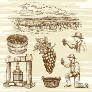 7 وکتور نقاشی کشاورز با انگور و تاکستان انگور سبک نقاشی اسکچ