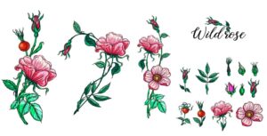 15 وکتور نقاشی شاخه های گل رز وحشی با غنچه و میوه گل رز سبک واقعی