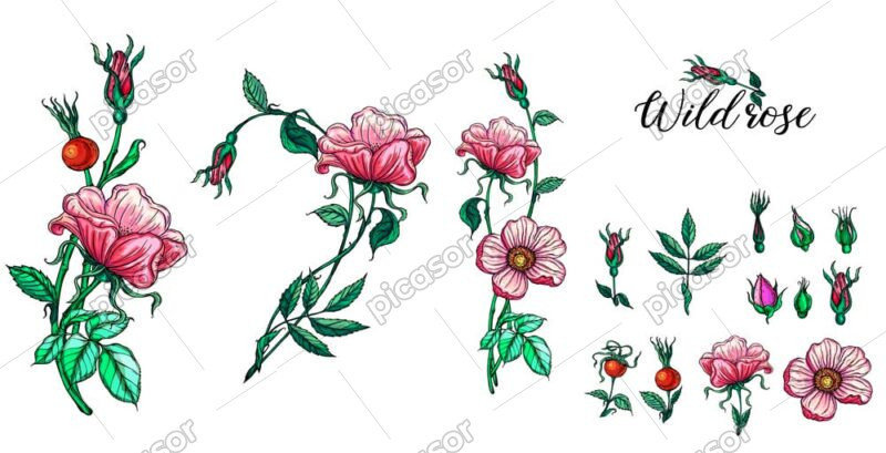 15 وکتور نقاشی شاخه های گل رز وحشی با غنچه و میوه گل رز سبک واقعی