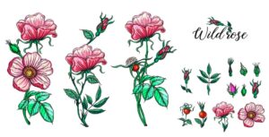 15 وکتور نقاشی شاخه گلهای رز وحشی با غنچه و میوه گل رز سبک واقعی