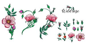 15 وکتور نقاشی شاخه گل رز با غنچه و میوه گل رز سبک واقعی
