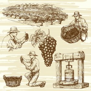 6 وکتور نقاشی کشاورز انگور و تاکستان انگور سبک نقاشی اسکچ