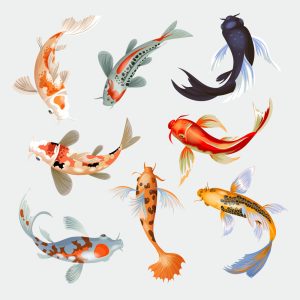 8 وکتور ماهی گلی نقاشی ماهی کوی