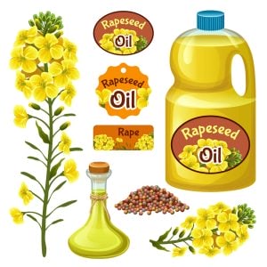 8 وکتور روغن کلزا و گل کلزا و لیبل بطری روغن کلزا