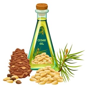 وکتور روغن سدر شیشه روغن سدر