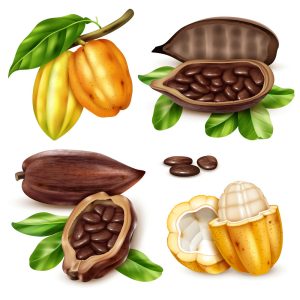 4 وکتور میوه کاکائو و شکلات