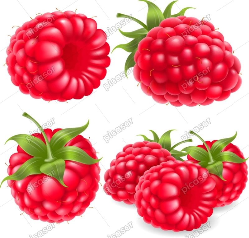 4 وکتور تمشک طراحی واقعی
