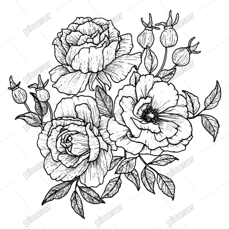 وکتور نقاشی گلهای رز خطی
