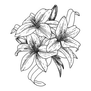 وکتور نقاشی گلهای لیلیوم خطی